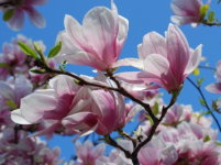 Pflasterarbeiten im Garten