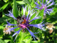 Naturstein im Garten